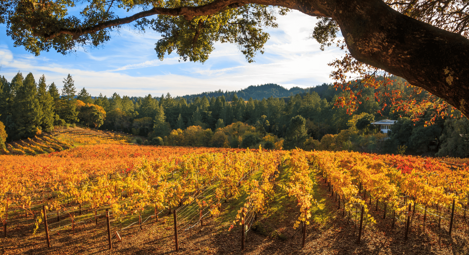 Travel the Portfolio Harvest Trails