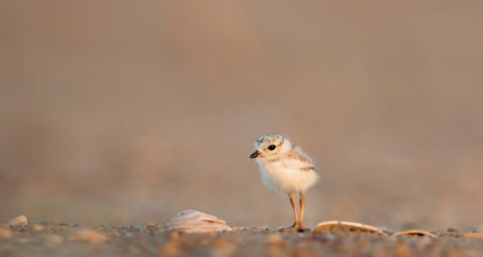 Are you waiting for your Egyptian Plover?